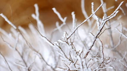 frozen ice stick in Kusasenri ,a vast grassy plain with a  great views of the volcanically active Nakadake Peak.
