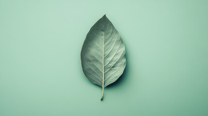 Captivating leaf displaying intricate veins nature photography calm green background close-up view symbol of renewal and growth