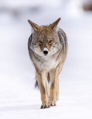 Coyote in the snow walking down a road