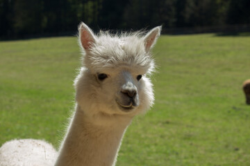 alpacas face close up being curious © Christian A. Heredia