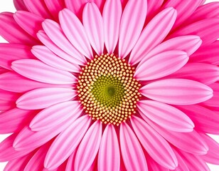 Obraz premium Vibrant Pink Gerbera Daisy Close-Up Photography