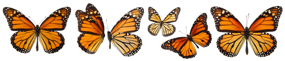 Collection of beautiful monarch butterflies on a transparent background. Concept of insects and bugs. © beast01