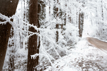 Snowy road and cold winter landscape - winter snow Fruška Gora Serbia
