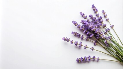 Fototapeta premium Aromatic purple lavender blossoms arranged on a white background