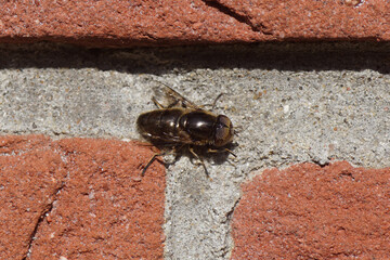 Male hoverfly, Common Lagoon Fly, Eristalinus aeneus, subfamily Eristalinae, family syrphidae on a...