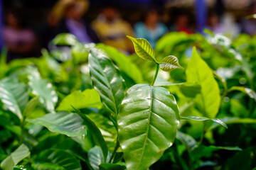 Green Oasis The Magic of a Nursery in Full Bloom
