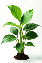 Fototapeta premium Long-stemmed Anubias plant with curly leaves isolated on white, curly leaf, anubias, unique shape