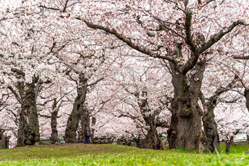 full bloom Japanes Cherry blossoms tunnel in Goryokaku Castle or Hakodate Castle as star shaped fort, Hokkaido, Japan