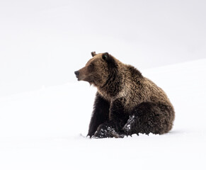 Grizzly Bear, (Ursus arctos horribilis), Falicia with Cubs in a spring snowstorm, Grand Teton...