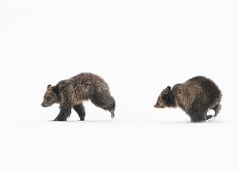 Grizzly Bear, (Ursus arctos horribilis), Falicia with Cubs in a spring snowstorm, Grand Teton...