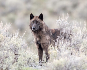 Gray wolf (Canis luous) from Junction Butte Pack, Yellowstone National Park, Wyoming © Tom
