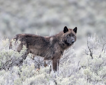 Gray wolf (Canis luous) from Junction Butte Pack, Yellowstone National Park, Wyoming