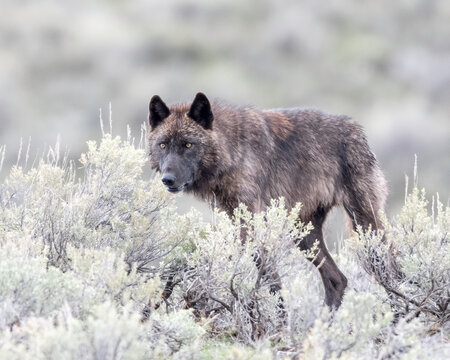Gray wolf (Canis luous) from Junction Butte Pack, Yellowstone National Park, Wyoming