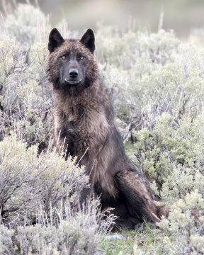 Gray wolf (Canis luous) from Junction Butte Pack, Yellowstone National Park, Wyoming