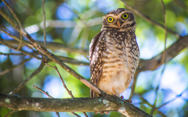 great horned owl