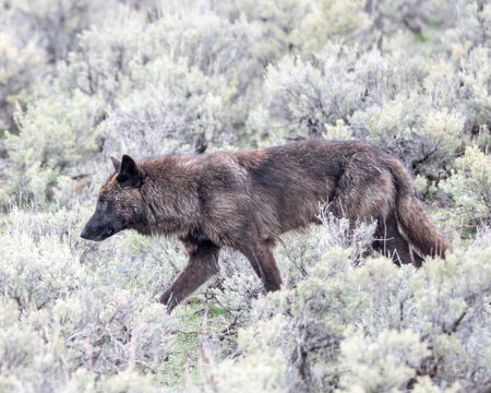 Gray wolf (Canis luous) from Junction Butte Pack, Yellowstone National Park, Wyoming