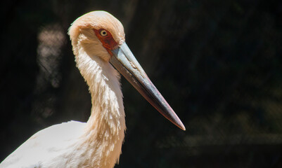 portrait of a pelican