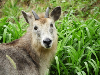 二ホンカモシカ