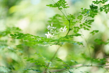 Moringa is blossoming with beautiful green leaves and beautiful white flowers.