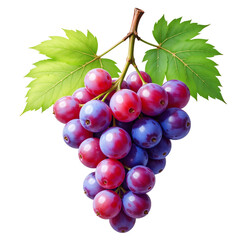 Fototapeta premium cutout batch of Grapes isolated on transparent or white background, transparent png