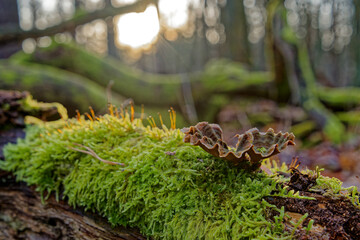 Pilz auf Totholz