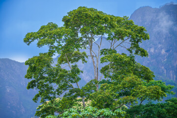 Fototapeta premium Beautiful landscape from Beni river, view on green blooming rainforest at Madidi national park, Amazon river basin in Bolivia, South America