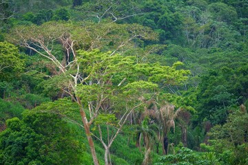 Beautiful landscape from Beni river, view on green blooming rainforest at Madidi national park, Amazon river basin in Bolivia, South America
