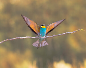 bee-eater laying down