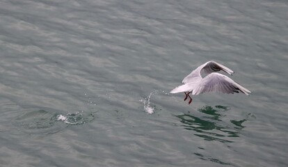 seagull in flight above the sea