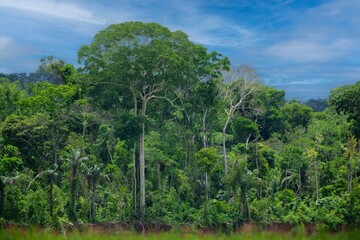 Beautiful landscape from Beni river, view on green blooming rainforest at Madidi national park, Amazon river basin in Bolivia, South America