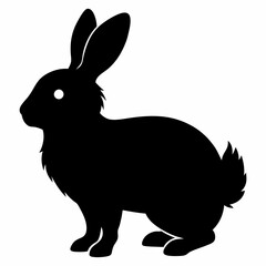 angora rabbit on white background