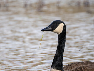 Canada goose portait