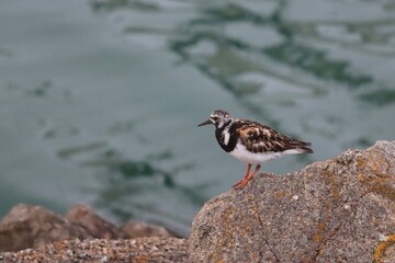atlantic turnstone bird on a rock
