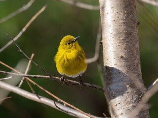 Pine warbler perched on tree limb