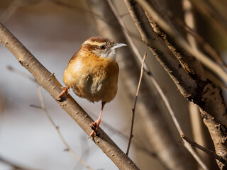 Carolina wren perched on tree branch