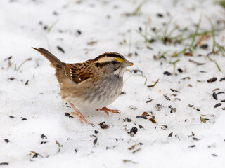 White-throated sparrow bird in snow