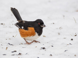 Male eastern towhee bird in snow