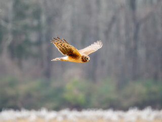 Northern harrier bird hunting over a field