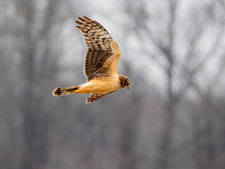 Northern harrier bird hunting over a field