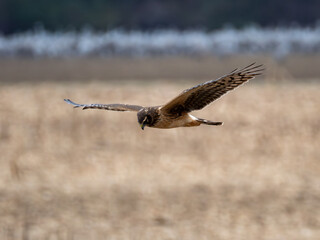 Northern harrier bird hunting over a field