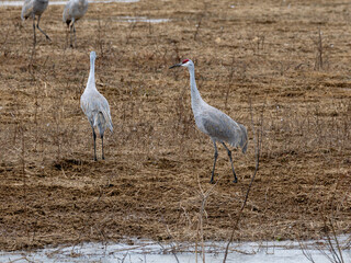 Fototapeta premium Sandhill cranes in a field