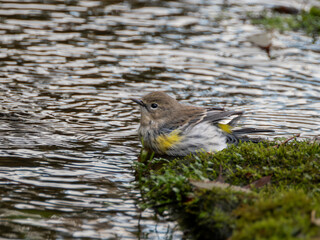 Yellow-rumped warbler bathing in stream