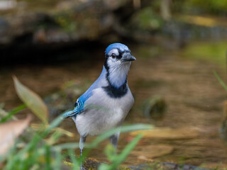 Blue jay in stream