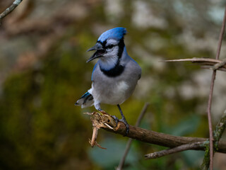 Blue jay perched on stick
