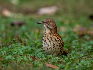 Brown thrasher bird on ground closeup