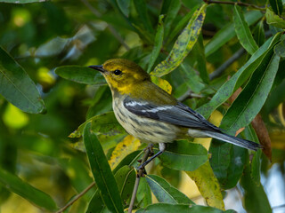 Black-throated green warbler in tree
