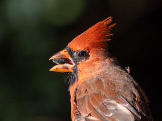 Northern cardinal bird portrait close-up