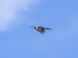 Blue jay bird in flight