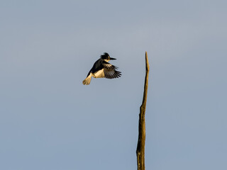 Belted kingfisher bird landing on perch