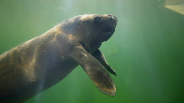 Manatee sweet litle baby calf swimming in green water in natural habitat. Underwater marine wildlife. Beautiful aquatic animals. Snorkeling manatees. Animals in Singapore oceanarium. Diving tourism.